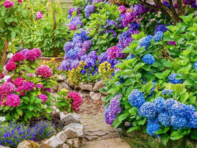 Hydrangea Planting