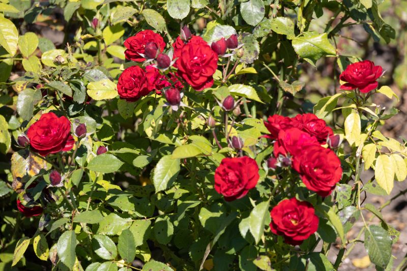Rose Bush Planting