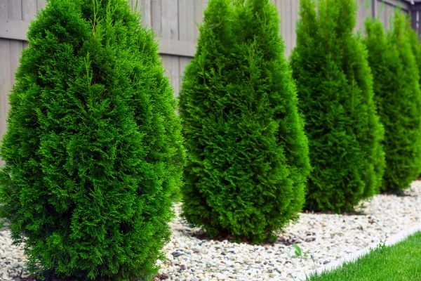 Arborvitae Planting in Cape Coral