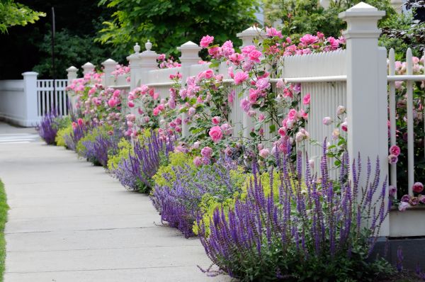 Garden Handyman Service in Cape Coral
