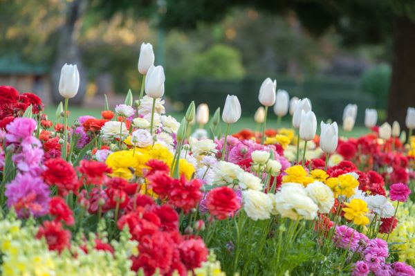 Gardening Service in Cape Coral