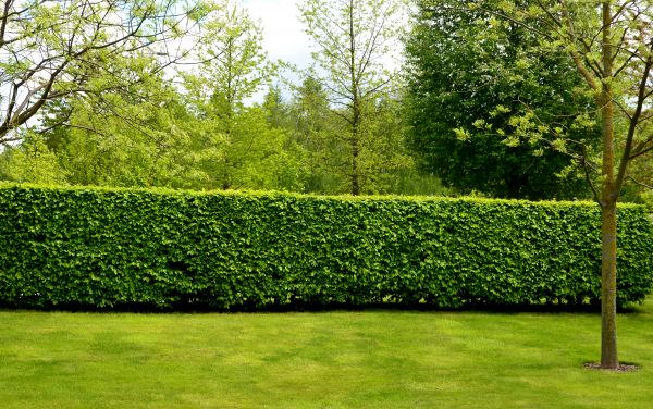 Hedge Planting in Cape Coral