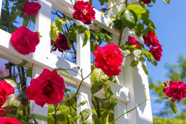 Home Gardening Service in Cape Coral