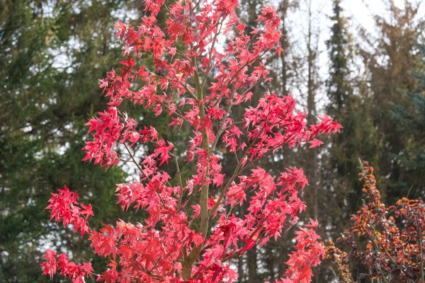 Japanese Maple Planting in Cape Coral