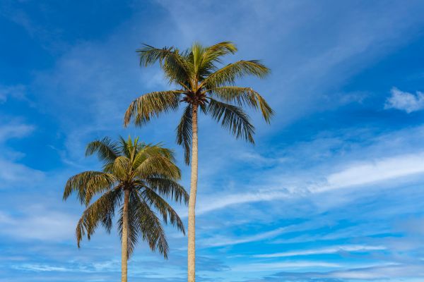 Palm Tree Planting in Cape Coral
