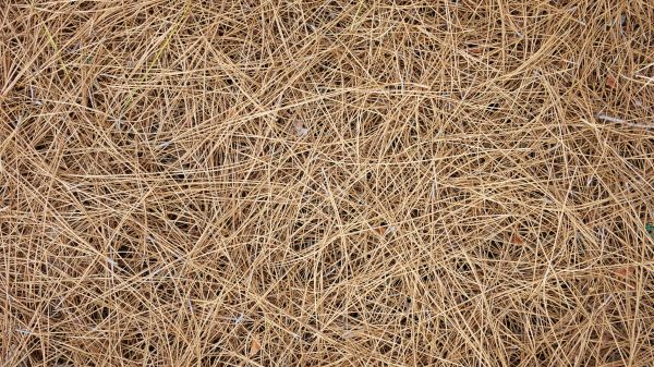 Pine Needles Delivery in Cape Coral