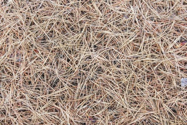 Pine Straw Installation in Cape Coral