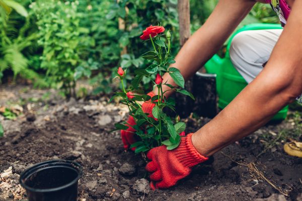 Planting Service in Cape Coral