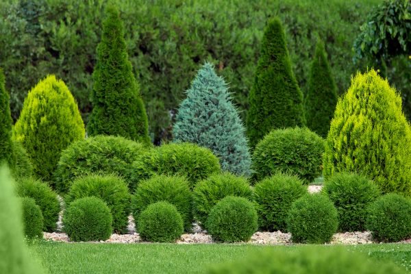 Shrub Replacement in Cape Coral