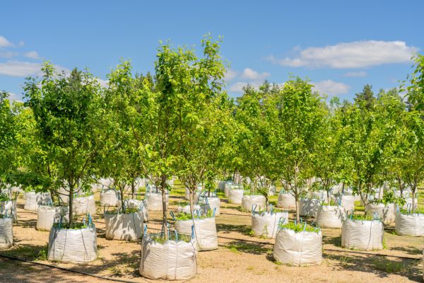 Tree Planting Service in Cape Coral