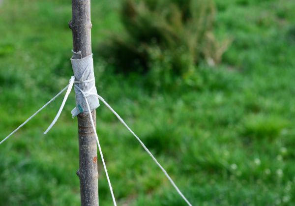 Tree Staking Service in Cape Coral