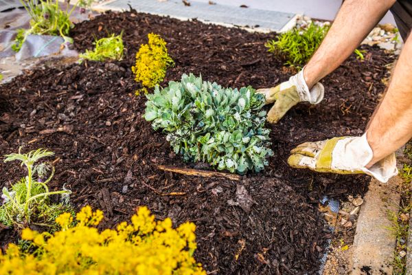 Weeding And Mulching in Cape Coral