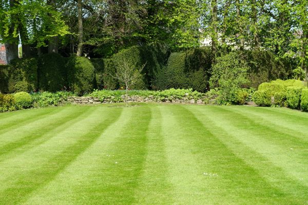 Lawn Renovation in Cape Coral