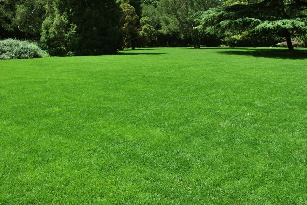 Lawn Landscaping in Cape Coral