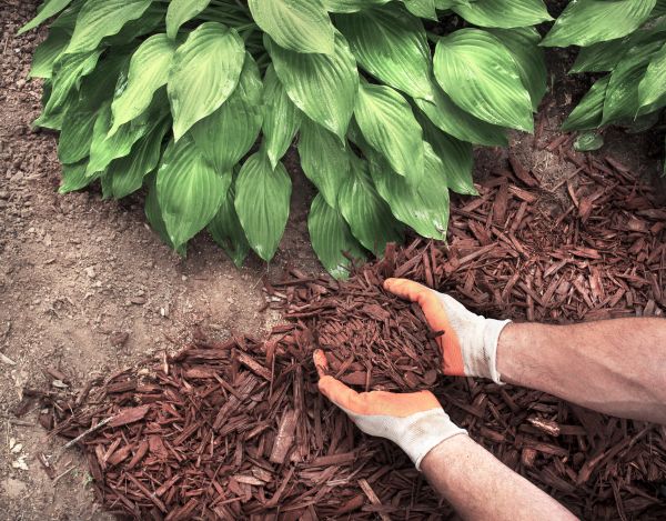 Shredded Mulch Service in Cape Coral