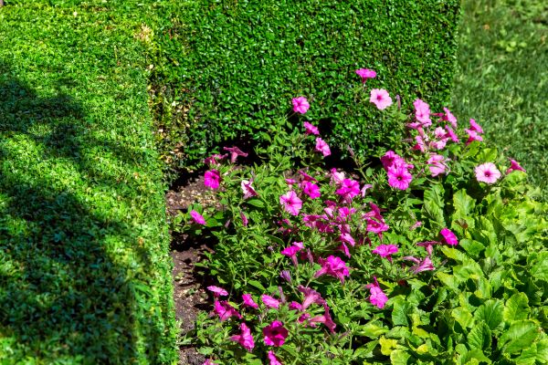 Softscaping Service in Cape Coral