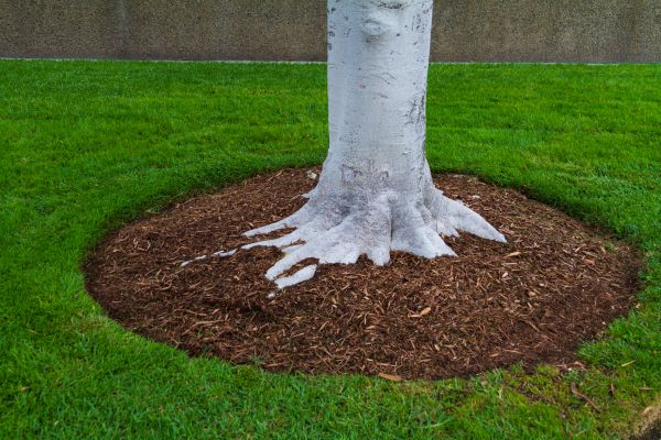 Brown Mulch Installation in Cape Coral
