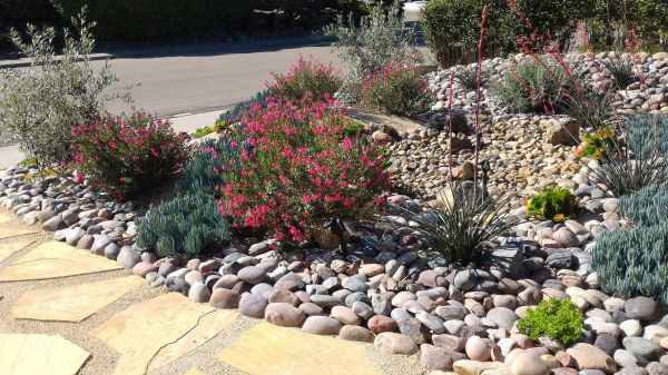 Xeriscape Landscaping in Cape Coral
