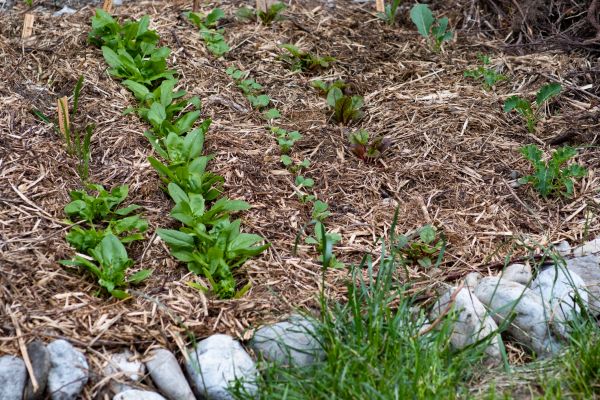 Mulch Service in Cape Coral