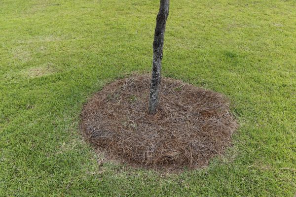 Pine Straw Spreading in Cape Coral
