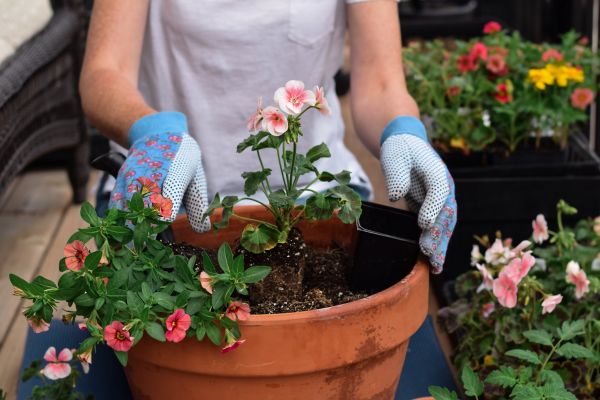 Plant Care Service in Cape Coral