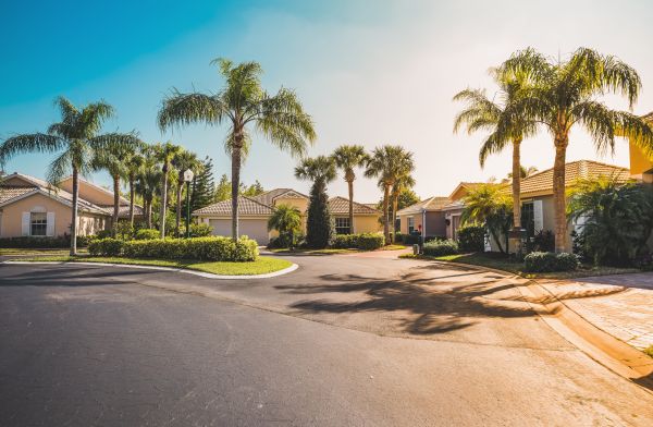 Palm Tree Landscaping in Cape Coral
