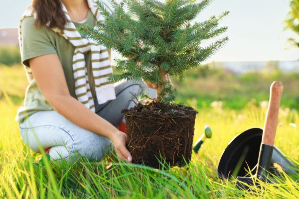 Spruce Tree Planting in Cape Coral
