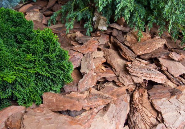Pine Bark Installation in Cape Coral