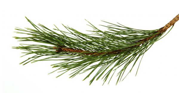 Pine Needles Installation in Cape Coral