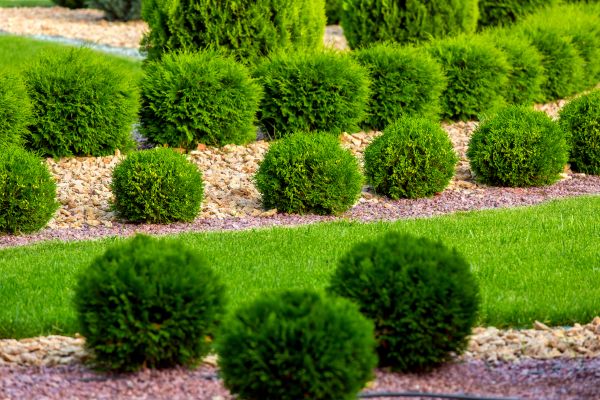 Bush Installation in Cape Coral