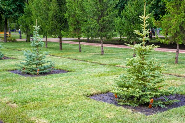 Privacy Trees Planting in Cape Coral