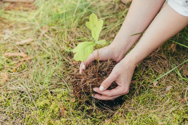 Oak Tree Planting in Cape Coral