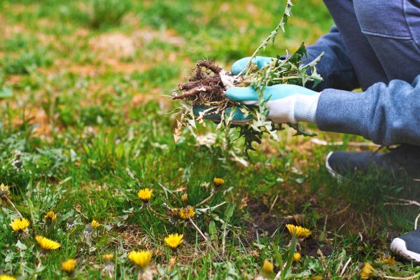 Flower Bed Clearing in Cape Coral