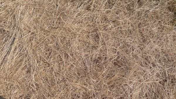 Pine Straw Replacement in Cape Coral