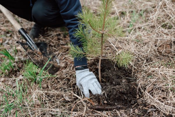 Pine Tree Planting in Cape Coral
