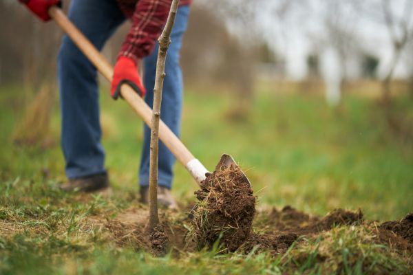 Trees Planting in Cape Coral
