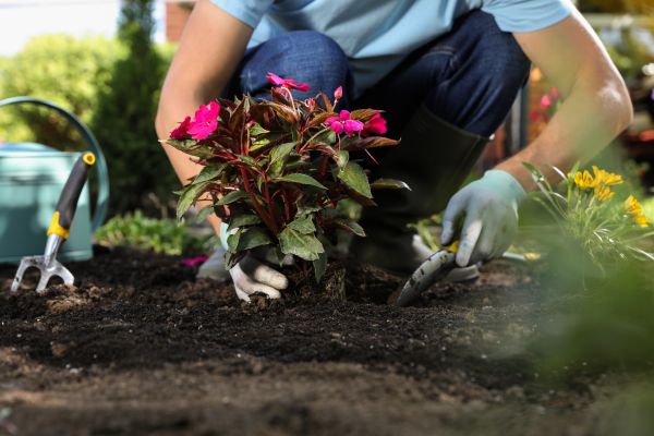 Plant Replacement in Cape Coral