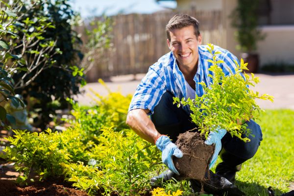 Shrub Landscaping in Cape Coral