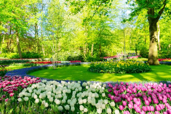 Flower Landscaping in Cape Coral