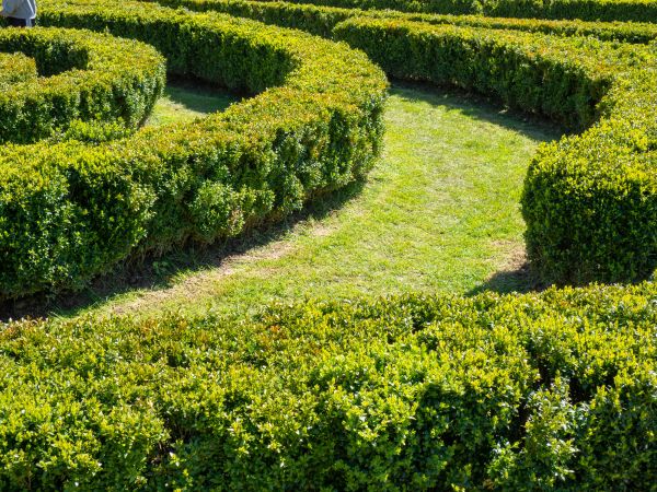 Bush Landscaping in Cape Coral