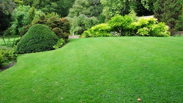 Commercial Landscape Design in Cape Coral