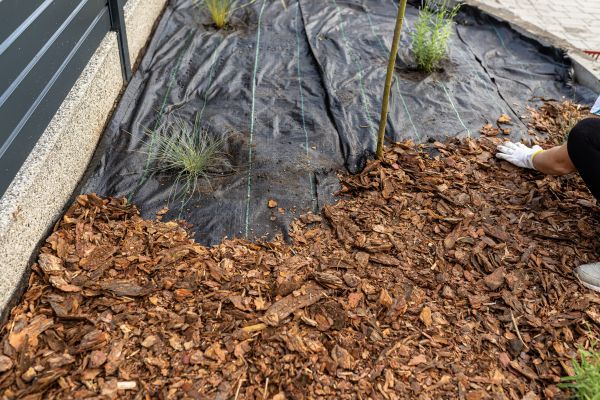 Pine Bark Spreading in Cape Coral