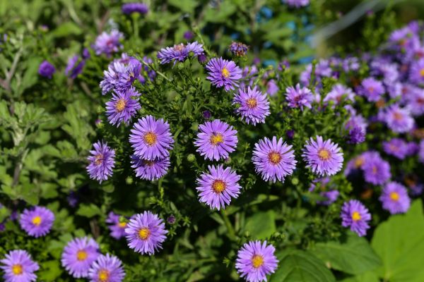 Perennial Flower Planting in Cape Coral