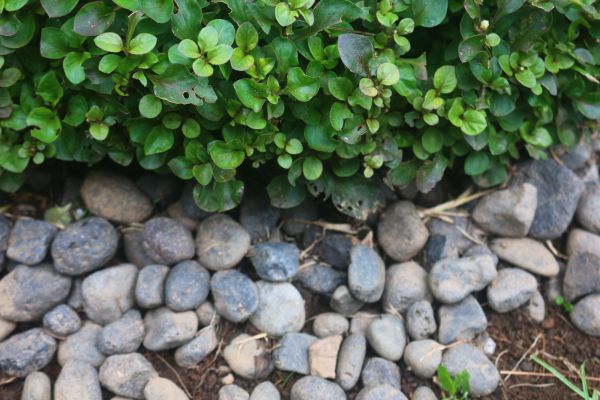 River Stone Installation in Cape Coral