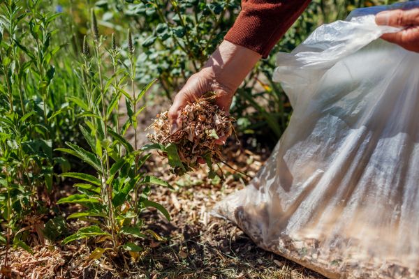 Wood Mulch Installation in Cape Coral