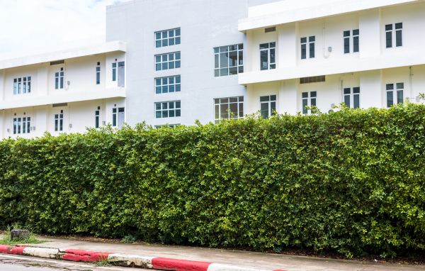 Privacy Landscaping in Cape Coral