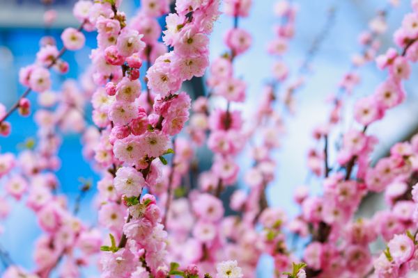 Japanese Cherry Tree Planting in Cape Coral