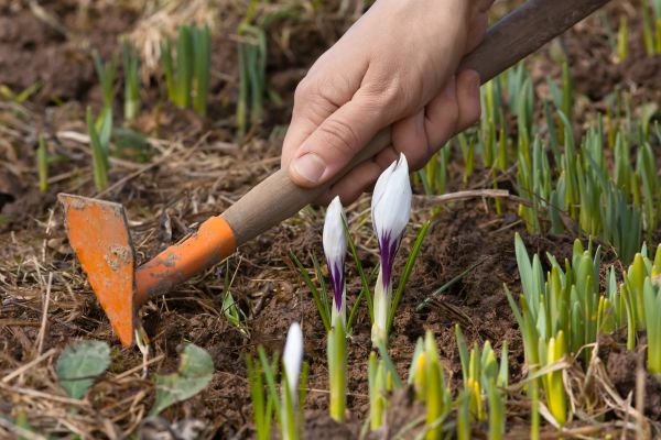 Flower Garden Weeding in Cape Coral