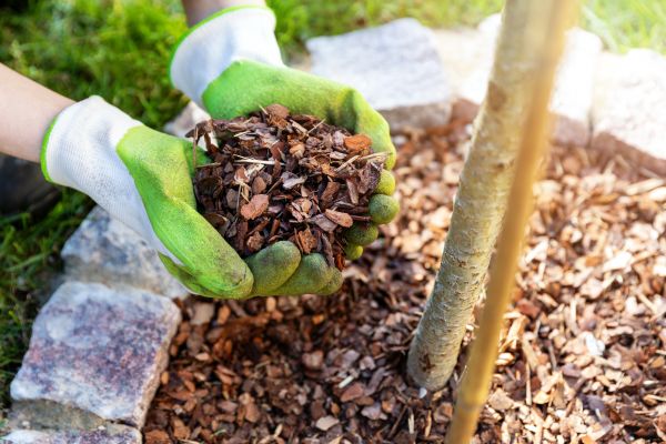 Tree Bark Delivery in Cape Coral