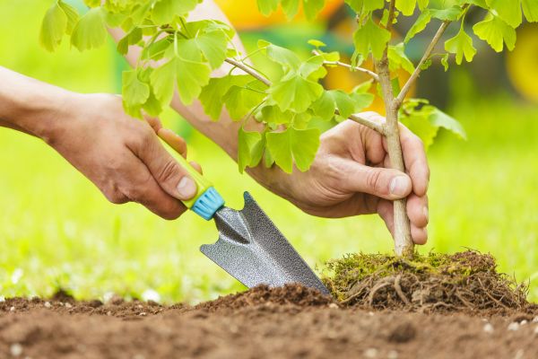 Fruit Tree Planting in Cape Coral